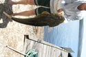 Report from Brian Egan 26th December 2010 from Mallacoota     *  Caught at 1 pm on 22/12     * Bait: live mullet     * Weight: 4.52 kg (10 lb.)     * Length: 90 cm     * Released after photos were taken  (a great feeling)     * Gear: $10 kids rod (yellow)